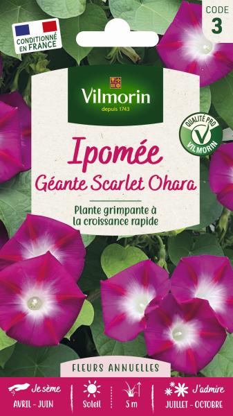 Fleurs - Ipomée Géante Scarlett O'Hara - PACKAGING_RECTO